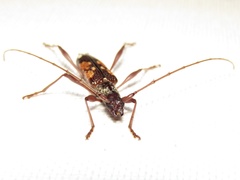 Coptocercus multitrichus