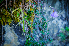 Adenophora morrisonensis