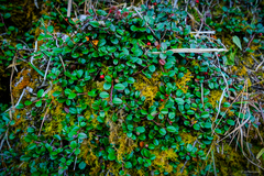 Cotoneaster morrisonensis