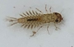 Ameletopsis perscitus