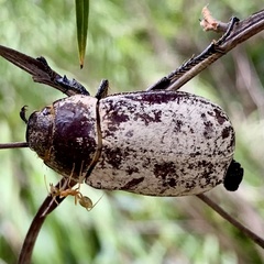 Dermolepida albohirtum