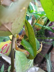 Graphium agamemnon