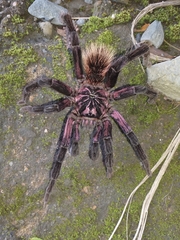 Xenesthis immanis
