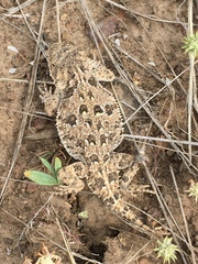 Phrynosoma douglasii