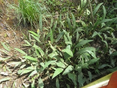 Cryptocoryne ciliata