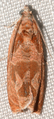 Olethreutes nitidana
