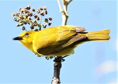 Chrysothlypis chrysomelas ocularis