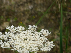 Gasteruption assectator