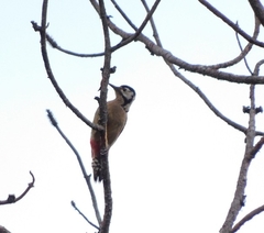 Dendrocopos himalayensis