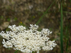 Gasteruption assectator