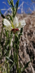 Loasa prostrata