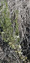 Loasa prostrata
