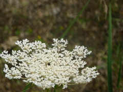 Gasteruption assectator