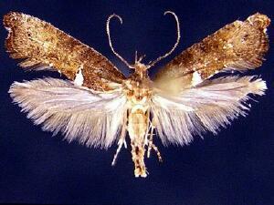 Acrolepiopsis