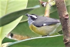 Coereba flaveola columbiana