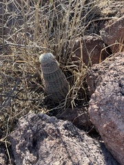 Echinocereus pectinatus rutowiorum