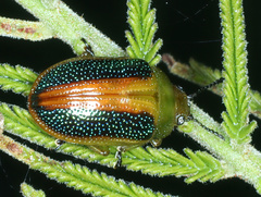 Calomela parilis