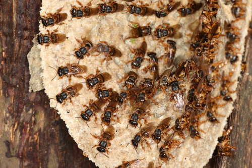 Brazilian Robust-Stingless bee