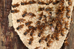 Scaptotrigona xanthotricha