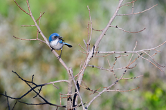 Aphelocoma californica