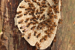 Scaptotrigona xanthotricha