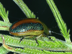 Calomela parilis
