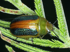 Calomela parilis