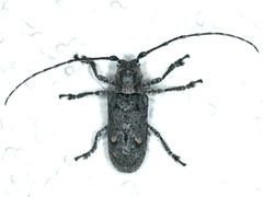 Symphyletes nodosus