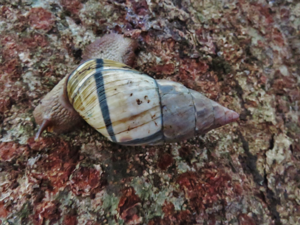 Corona incisa