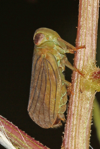 Aplos simplex photo 2