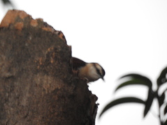 Campylorhynchus chiapensis