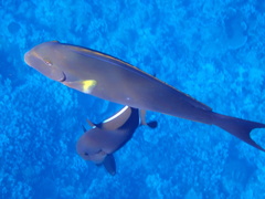 Acanthurus xanthopterus