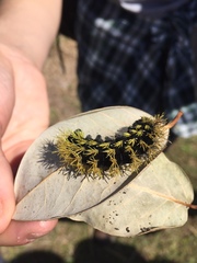 Leucanella viridescens