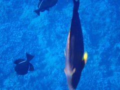 Acanthurus xanthopterus