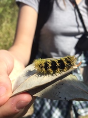 Leucanella viridescens