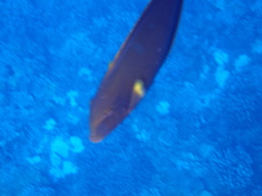 Acanthurus xanthopterus