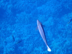 Acanthurus xanthopterus