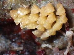 Ceratostoma