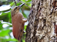 Dendrocolaptes platyrostris