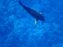 Acanthurus xanthopterus