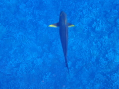 Acanthurus xanthopterus