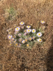 Erigeron poliospermus