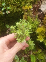 Elaeocarpus hookerianus