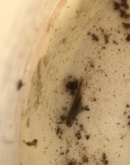 Ambystoma gracile