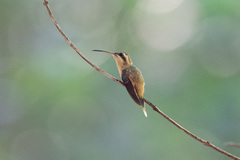 Stripe-Throated Hermit photo 2