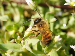 Osmia bicornis