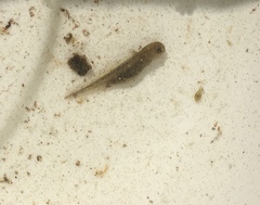Ambystoma gracile