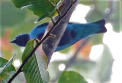 Cotinga nattererii