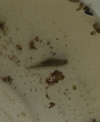 Ambystoma gracile