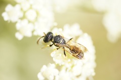 Cerceris